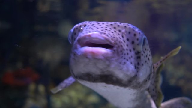 Spot-fin porcupinefish (Diodon hystrix), also known as the spotted porcupinefish