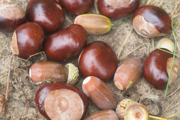 autumn chestnuts and  acorns macro