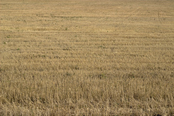 Fototapeta premium sloping field of barley