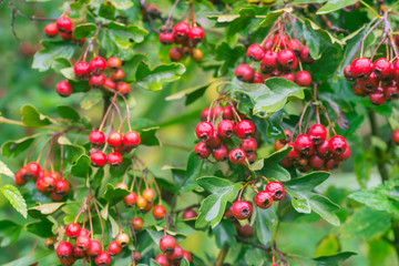 Fototapeta premium Crataegus hawthorn, thornapple, may-tree, whitethorn, or hawberry berries on twig