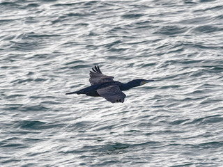 Cormorant in flight in front of the Ile Tudy, Brittany, France, December 8, 2017