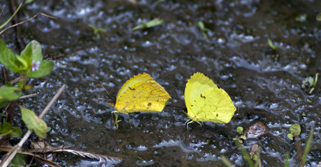 couple of butterflies on the mud