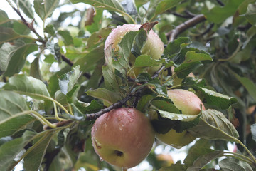 Mature juicy apples hanging on a branch