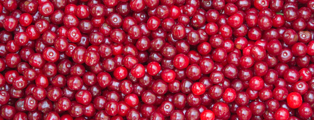Berries on a branch. Black currant and white currant with green leaves on a wooden background. Banner