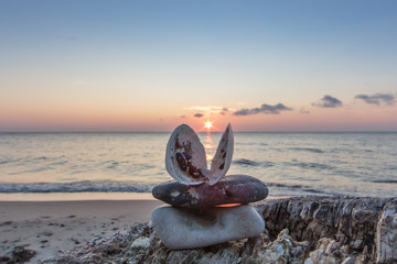 Muscheln am meer