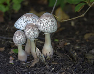 Parasol Mushrooms