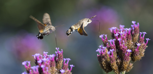 Hummingbird Hawk Moth (Macroglossum stellatarum) sucking nectar from flower in the garden