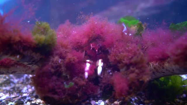 Red king crab, Paralithodes camtschaticus