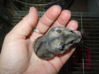 jungar hamsters