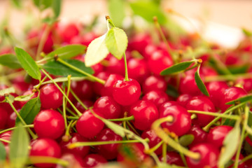 fresh cherries on a branch