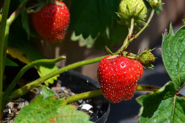 Red strawberries close up