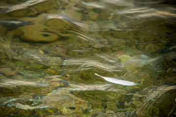 sea sand and a seagull feather