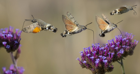 Hummingbird Hawk Moth (Macroglossum stellatarum) sucking nectar from flower in the garden