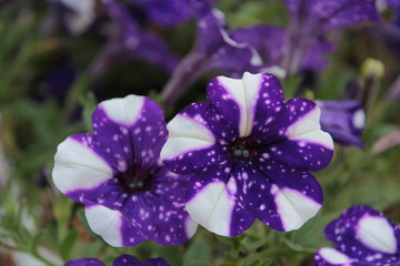Purple Petunias In Garden