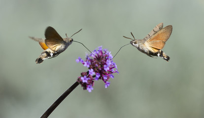 Naklejka premium Hummingbird Hawk Moth (Macroglossum stellatarum) wysysa nektar z kwiatów w ogrodzie