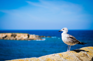 Costa