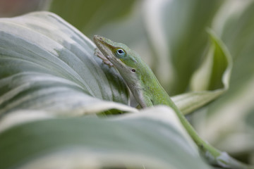 Green Lizard on plant