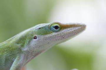 Green Lizard close up
