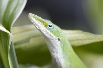 Green Lizard