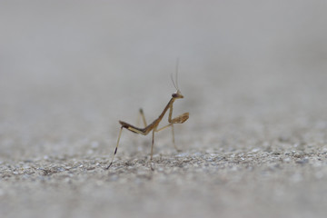Tiny praying mantis