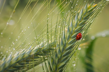 Obraz premium Piękna biedronka makro na końcówce pszenicy