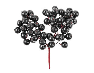 Elderberry branch isolated on a white background