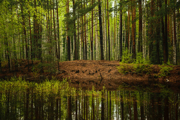 Fototapeta na wymiar Trees and their reflictions in lake