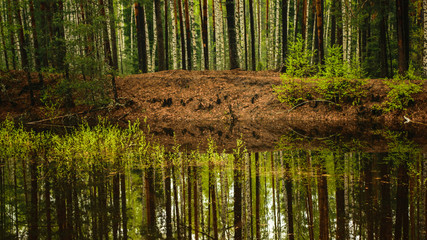 Trees and their reflictions in lake