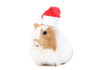 Guinea pig with santa hat isolated on white background