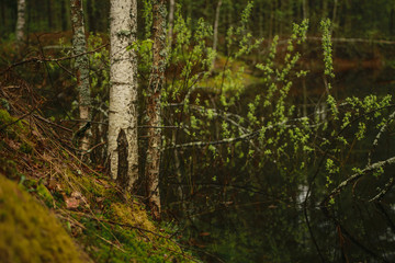 Tree on the coast of lake