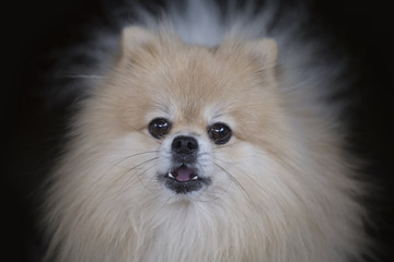 Obraz premium Pomerania Dog on Black Background.