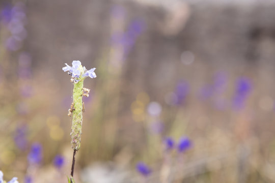 Wild flowers with blur background.Vintage photo concept.