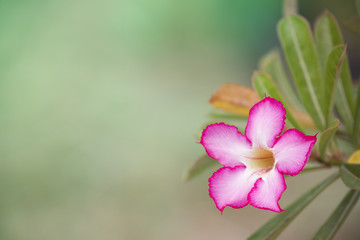 Pink bignonia  flower.Desert  rose flower.
