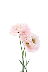 Bouquet of pink eustoma flowers isolated on white background