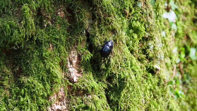 Dor beetle (Geotrupes stercorarius) 