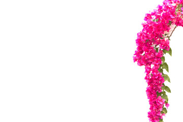 Bougainvilleas on white background.