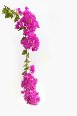 Bougainvilleas on white background.