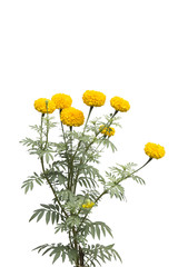 Marigold flower isolate on white background. yellow flower.