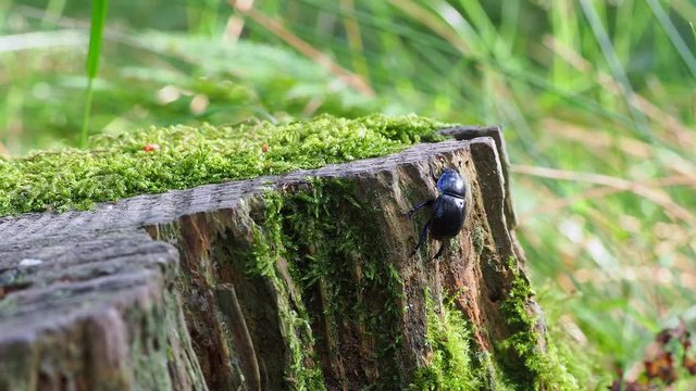 Dor beetle (Geotrupes stercorarius) 