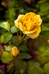 Bud beautiful yellow rose, close-up