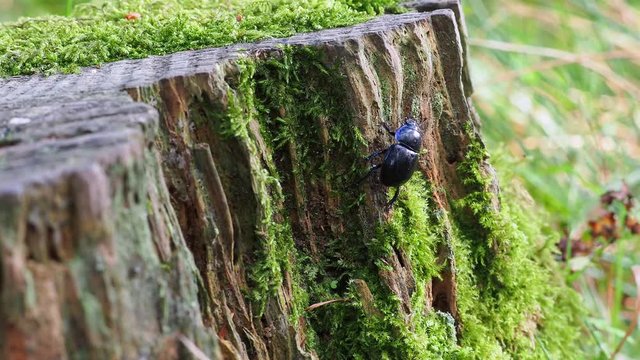 Dor beetle (Geotrupes stercorarius) 