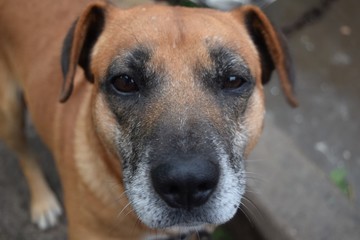 Cute red dog looks at the owner