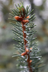 Naklejka na ściany i meble Fir branches close-up. Little trick. Fluffy fir twigs close-up.