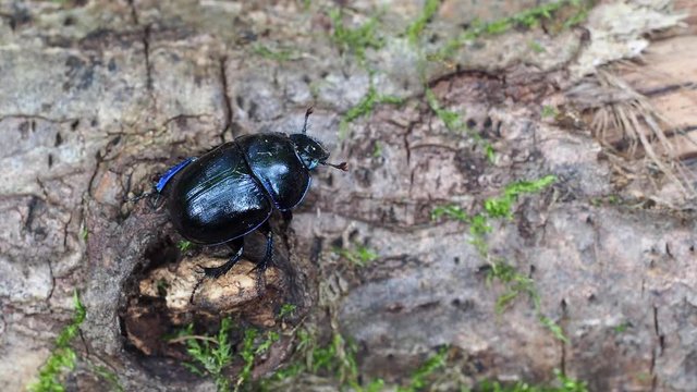 Dor beetle (Geotrupes stercorarius) 