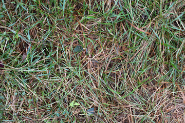 grass on background.Autumn yellowed wet grass. Nature