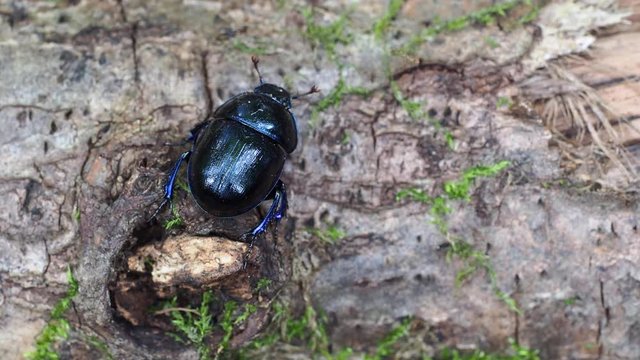 Dor beetle (Geotrupes stercorarius) 