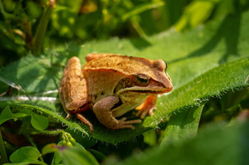 A small frog on green leaves in the garden