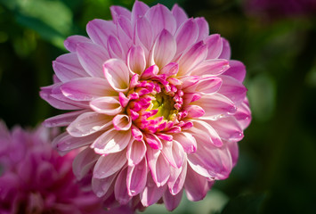A large flower of daisy is light purple in the garden