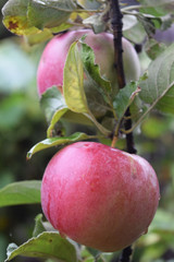 Mature juicy apples hanging on a branch
