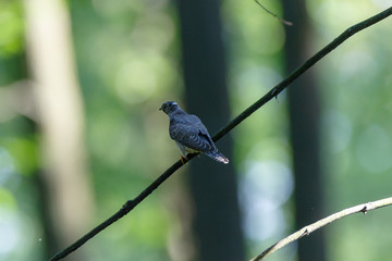 Common Cuckoo (Cuculus canorus).